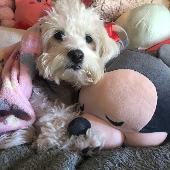 Meet your Posher, Angelica - Picture 4 of 5